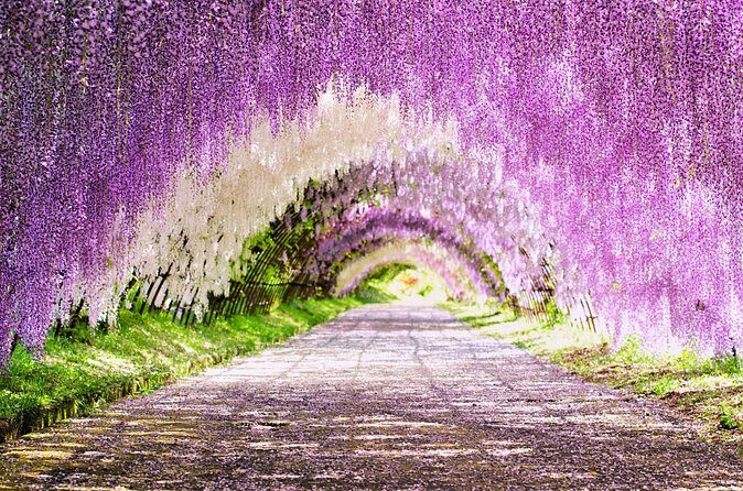 YokaBus Kawachi Wisteria Garden and Strawberry Picking Experience - Who Should Consider This Tour?