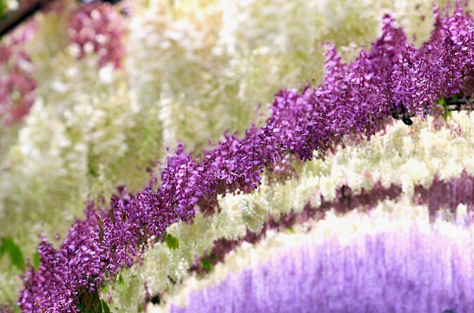 YokaBus Kawachi Wisteria Garden and Strawberry Picking Experience - FAQ