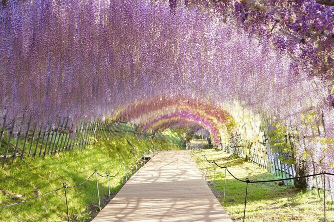 YokaBus Kawachi Wisteria Garden and Strawberry Picking Experience - Discovering Kitakyushu: A Practical Guide to the YokaBus Kawachi Wisteria Garden and Strawberry Picking Tour