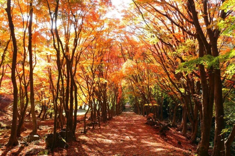 YokaBus Kawachi Wisteria Garden, Seasonal Fruit Picking and Kokura Castle - Choose the season that suits your trip