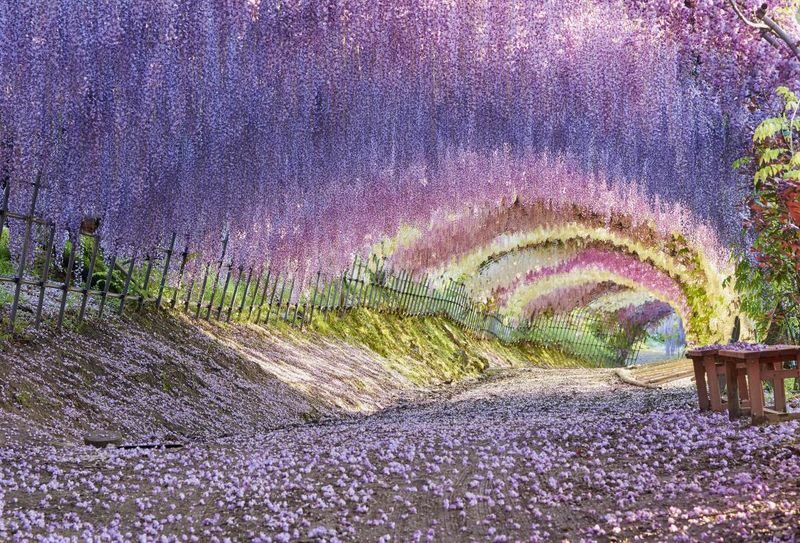 YokaBus Kawachi Wisteria Garden, Seasonal Fruit Picking and Kokura Castle - Kawachi Fujien in spring and autumn