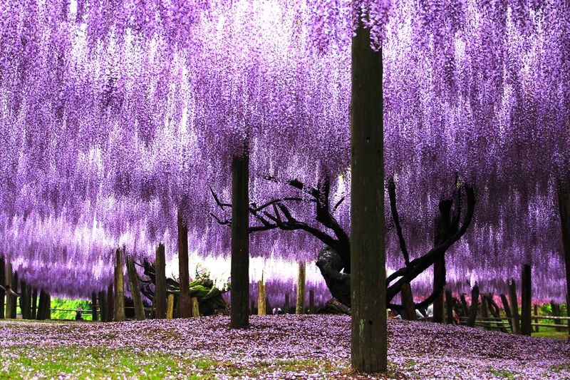 YokaBus Kawachi Wisteria Garden, Seasonal Fruit Picking and Kokura Castle - How the guide and pace shape the day