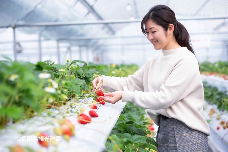 YokaBus Kawachi Wisteria Garden, Seasonal Fruit Picking and Kokura Castle - Is the price good value?