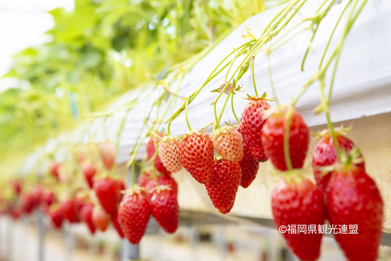 YokaBus Kawachi Wisteria Garden, Seasonal Fruit Picking and Kokura Castle - Who should book this tour?
