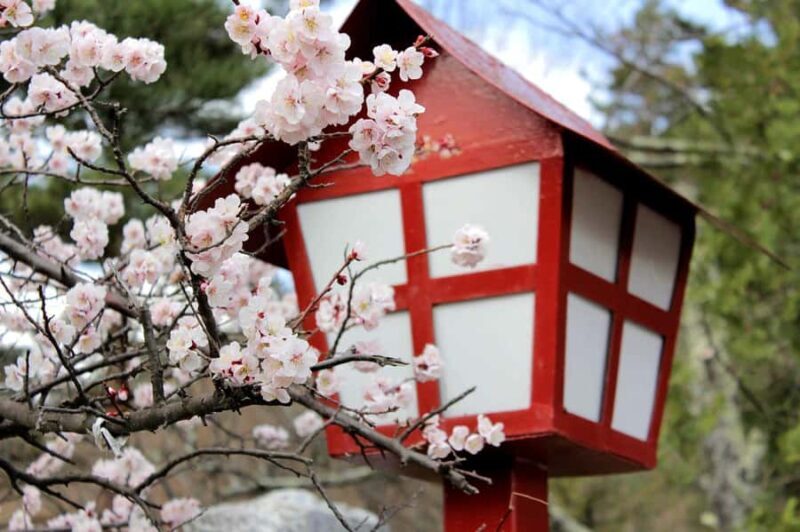 Yokohama Cherry Blossom Tour Full Day and Local Expert Guide - FAQ