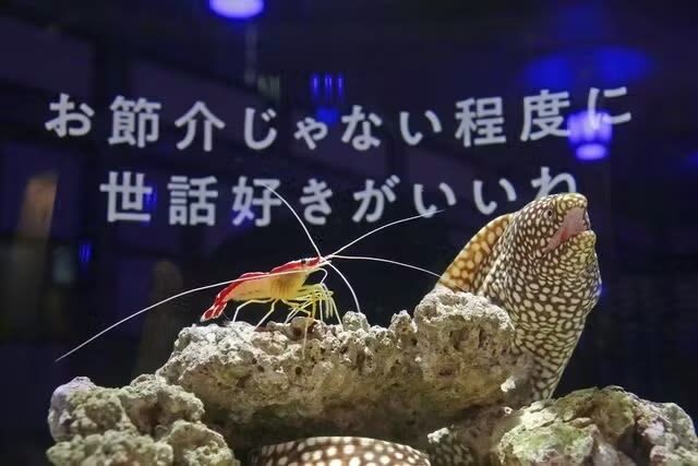 Yokohama Kaiun Aquarium Fortune Aquarium Admission Ticket (Yokohama) - A fish-themed fortune in Yokohama Chinatown