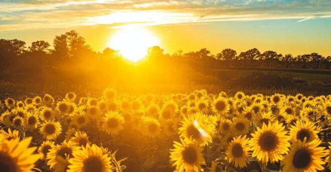 Yolo: Vineyards, Farms & Cultural Gems - Audio Driving Tour - Provider Information