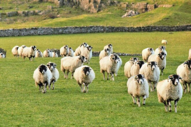 York: All Creatures Great and Small Yorkshire Dales Tour - Customer Feedback