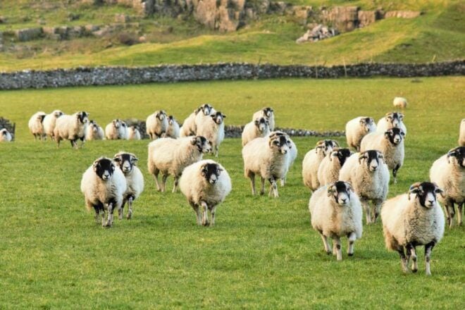 York: All Creatures Great and Small Yorkshire Dales Tour - Cancellation Policy