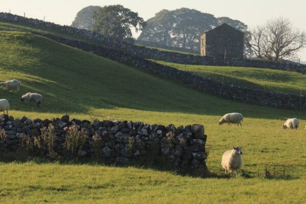 York: All Creatures Great and Small Yorkshire Dales Tour - Tour Duration and Price