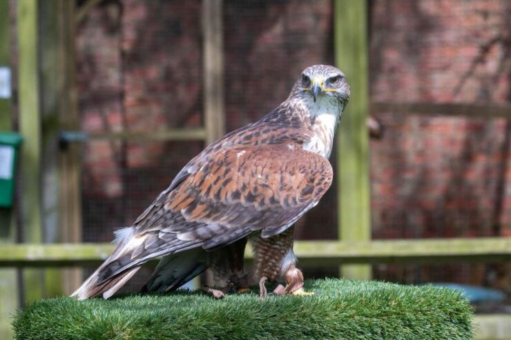 York: Entry to York Bird of Prey Centre - Activity Details and Highlights