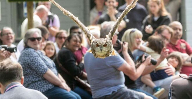 York: Entry to York Bird of Prey Centre - Hands-On Experience With Birds of Prey