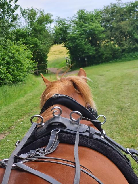 York: Horse Drawn Carriage Ride and Prosecco - Activity Details and Highlights