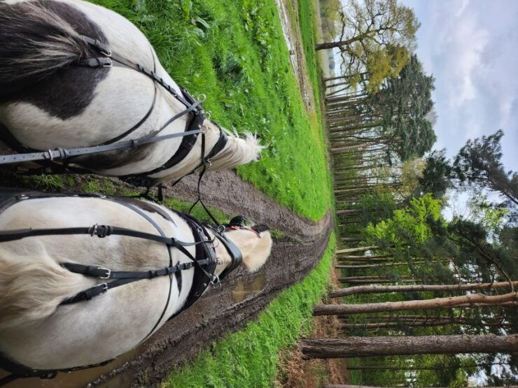 York: Horse Drawn Carriage Ride, Prosecco & Strawberries - Free Cancellation and Flexible Payment Options