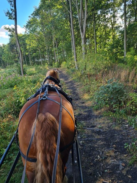 York: Private Horse-Drawn Carriage Ride and Afternoon Tea - Experience Highlights