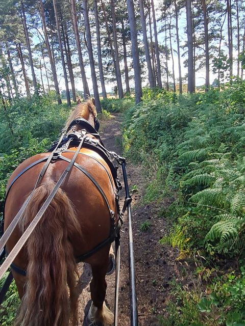 York: Private Horse Drawn Carriage Ride - Experience