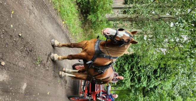 York: Private Horse Drawn Carriage Ride - Open and Enclosed Carriage Options