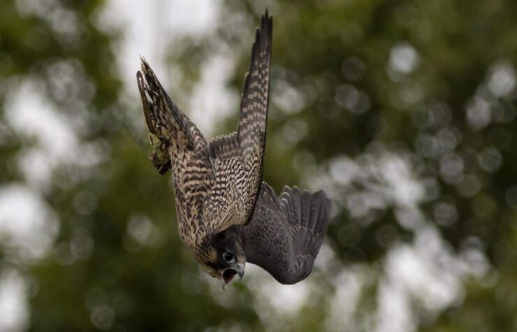 York: York Bird of Prey Centre Entry Ticket - Ticket Details and Benefits