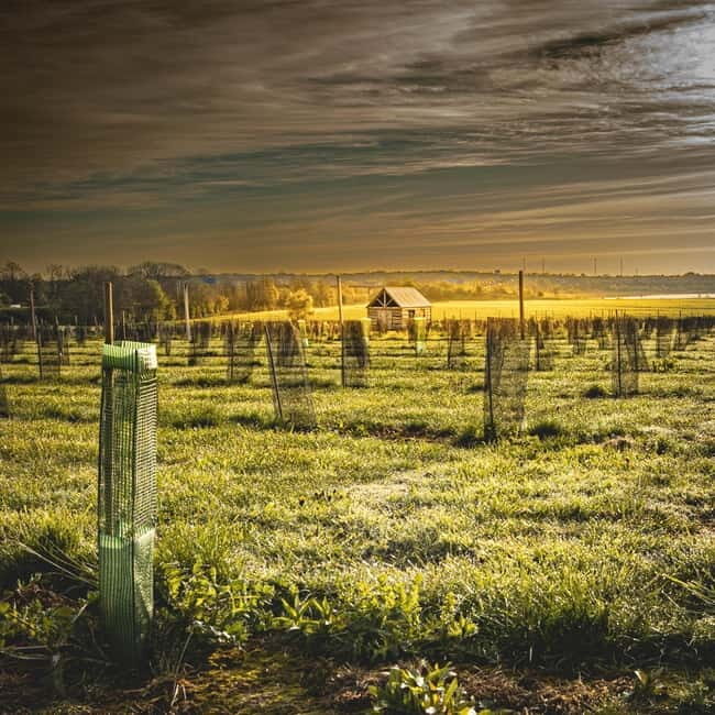 Yorkshire: Loversall Vineyard Wine Tasting and Tour - The Experience: What You Can Expect