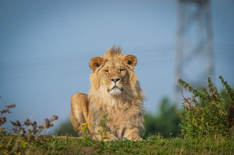 Yorkshire Wildlife Park: Entry Ticket - An Overview of Yorkshire Wildlife Park