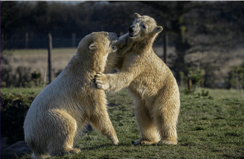Yorkshire Wildlife Park: Entry Ticket - What You Can Expect on Your Visit