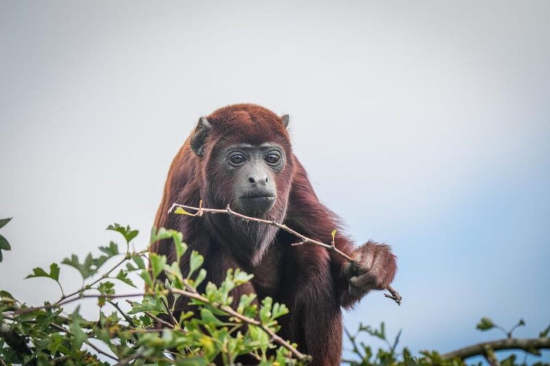Yorkshire Wildlife Park: Entry Ticket - Practical Details and Useful Tips