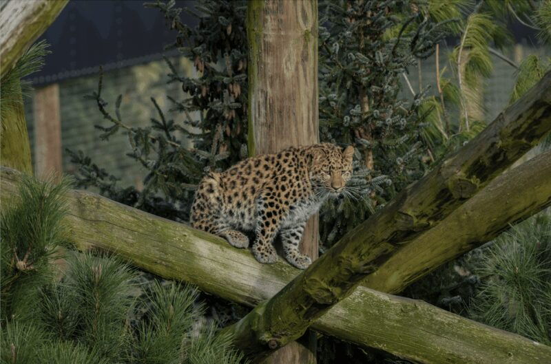 Yorkshire Wildlife Park: Entry Ticket - The Experience from Visitors’ Perspectives