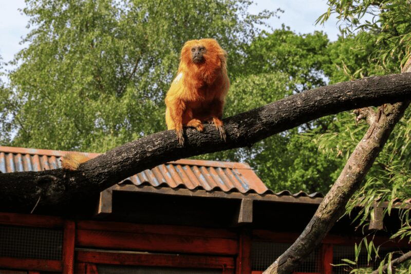 Yorkshire Wildlife Park: Entry Ticket - Who Should Consider Visiting