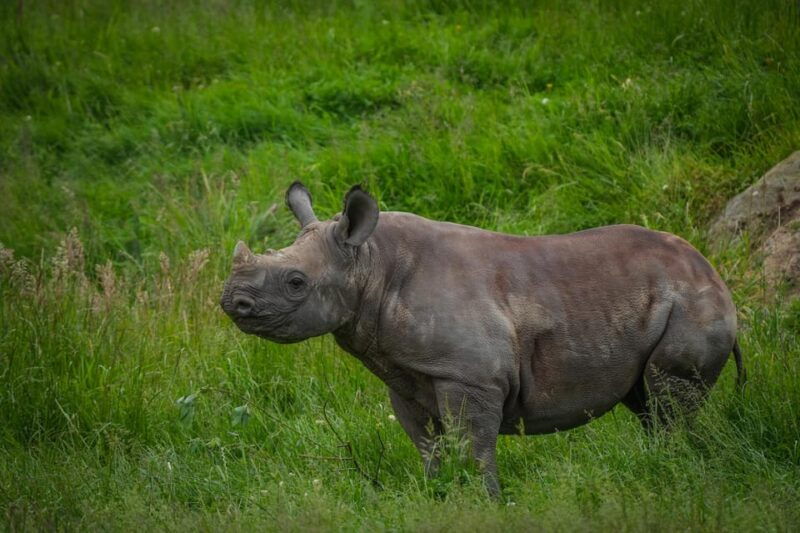 Yorkshire Wildlife Park: Entry Ticket - FAQ