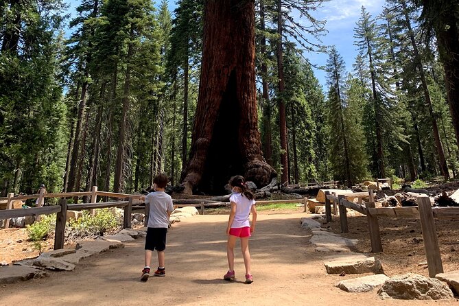 Yosemite Full-Day Private Tour From San Francisco - Reviews