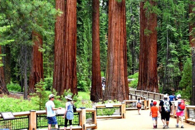 Yosemite: Full Day Tour With Lunch and Hotel Pick up - Inclusions and Amenities