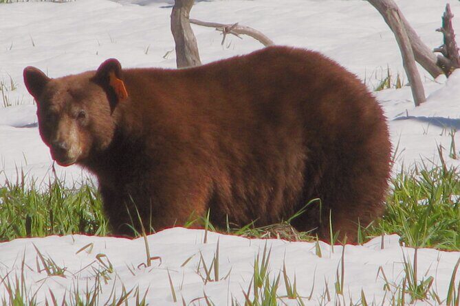Yosemite National Park Private 1 Day Tour from San Francisco - Practical Tips for Your Yosemite Private Day Trip