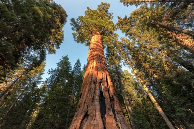 Yosemite National Park Self-Guided Driving Audio Tour Guide - Cancellation Policy
