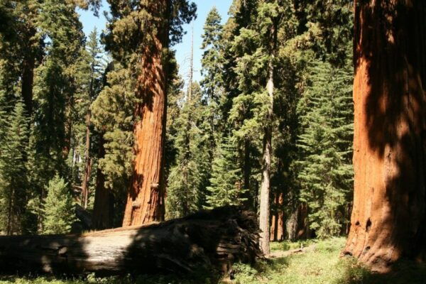 Yosemite'S Natural Wonders: Private Day Tour From San Jose - The Sum Up