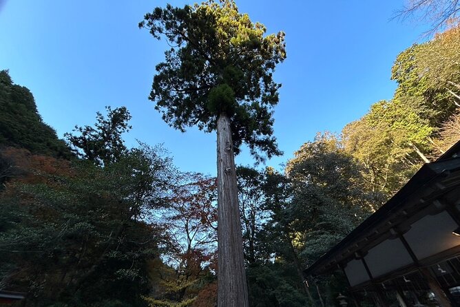 Yoshino Full Day Cycling + Hiking Tour - Activity Level and Restrictions