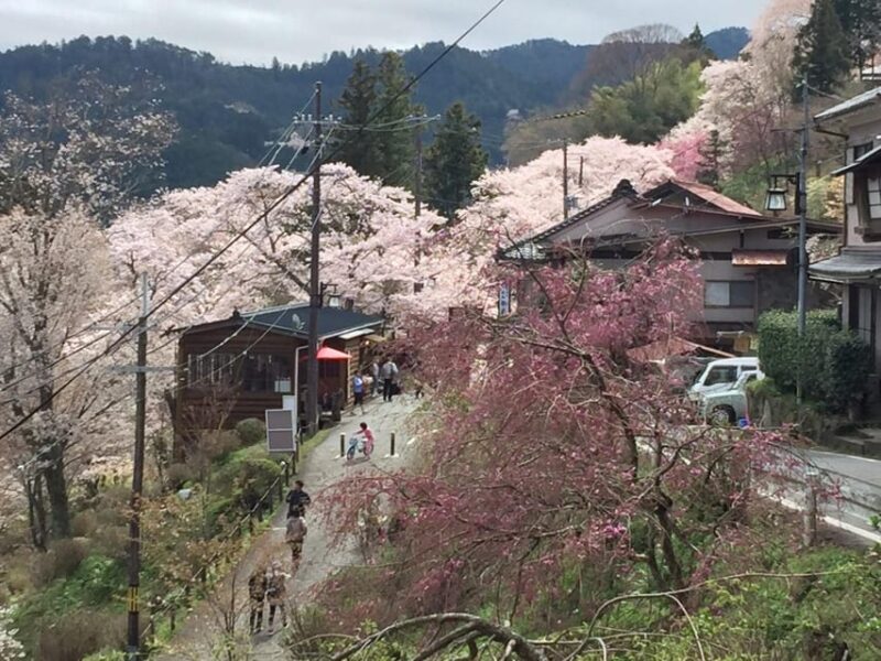Yoshino: Private Guided Tour & Hiking in a Japanese Mountain - Who Would Enjoy This Tour?