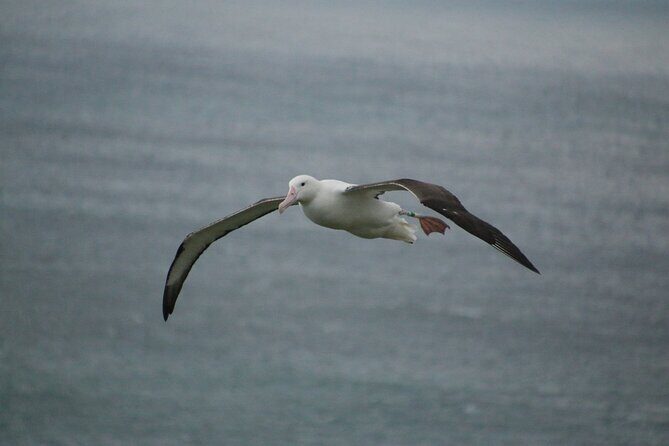 You choose the itinerary Dunedin, Full day, 6hrs - Good To Know