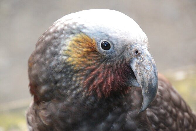 You choose the itinerary Dunedin, Full day, 6hrs - An In-Depth Look at the Dunedin Full-Day Tour