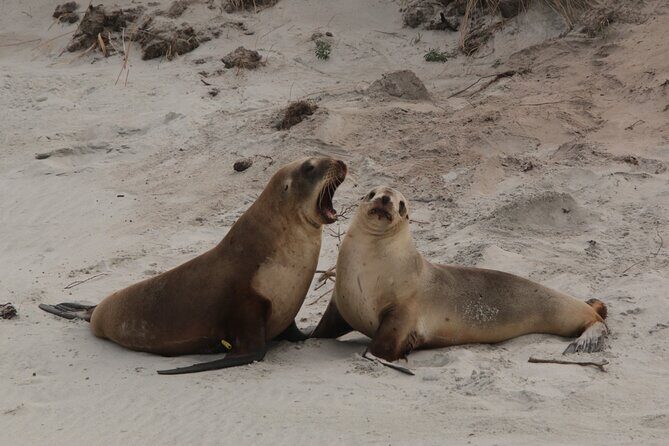 You choose the itinerary Dunedin, Full day, 6hrs - Final Thoughts: Is This Tour Right for You?