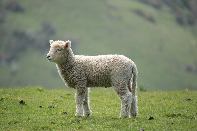 You choose the itinerary Dunedin, Full day, 6hrs - Frequently Asked Questions