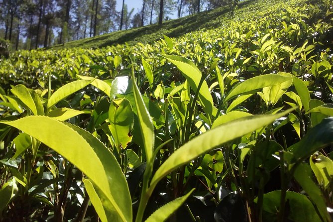 Your Private 06 Nights and 07 Days Tour - Tour Highlights