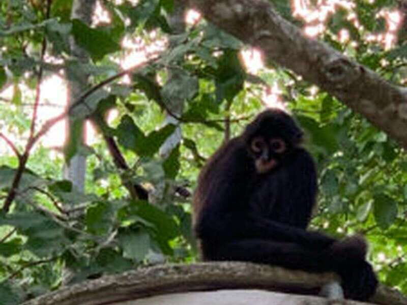 Yucatan: Coba Ruins & Punta Laguna Jungle Adventure - FAQs