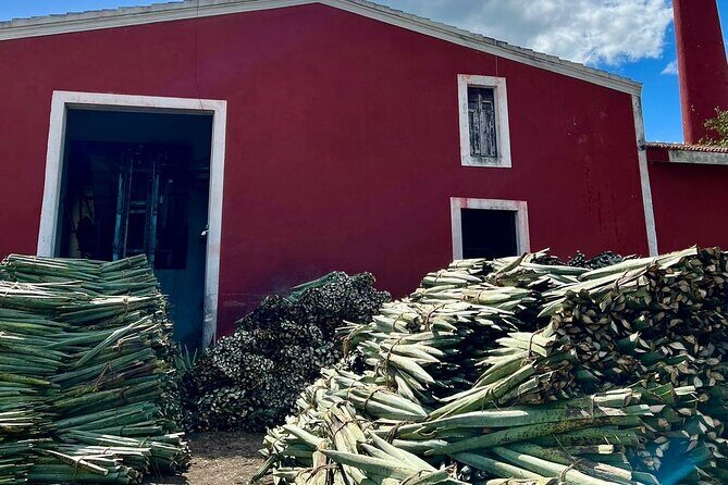 Yucatan Discovery: Motul, Hacienda, Xcambo, Xtampu & Progreso - Cost and Value