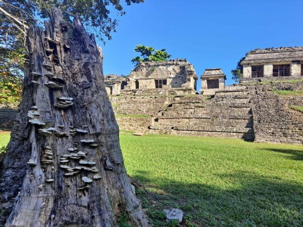 Yucatán Mexico: 11-Day Ruins & Cities Tour by Electric Train - Mérida - Colonial Charm and Uxmal