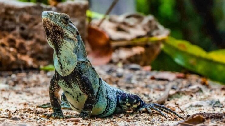Yucatán: Snorkel With Turtles in Akumal + Tour to the Cenote - Inclusions and Exclusions