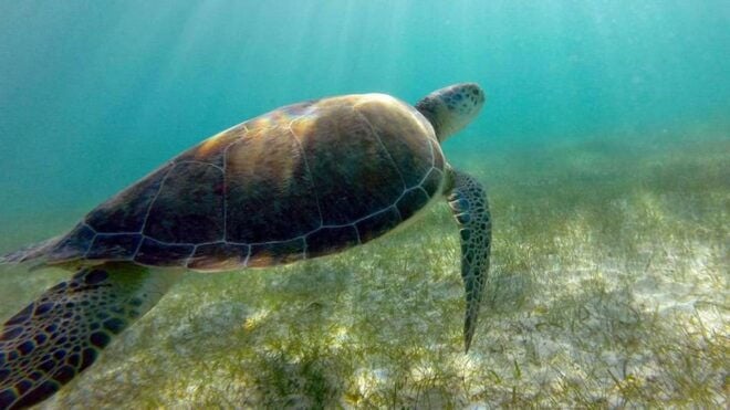 Yucatán: Snorkel With Turtles in Akumal + Tour to the Cenote - Important Information and Recommendations