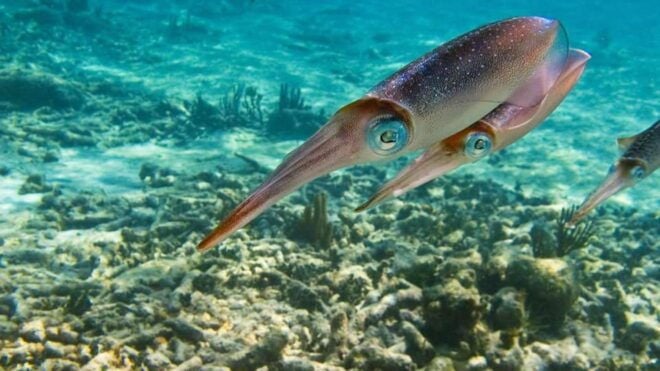 Yucatán: Snorkel With Turtles in Akumal + Tour to the Cenote - Cenote and Marine Life Details