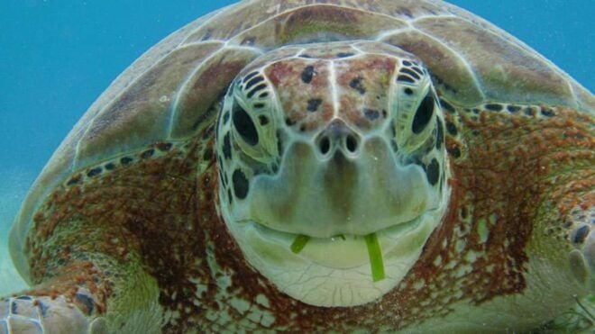 Yucatán: Snorkel With Turtles in Akumal + Tour to the Cenote - Pickup Location and Transportation