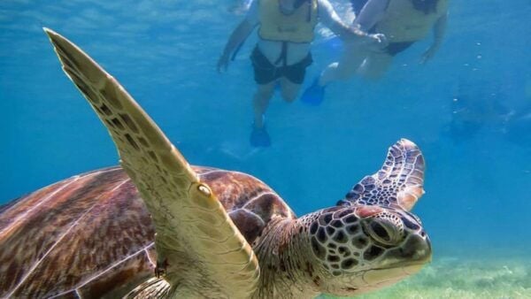 Yucatán: Snorkel With Turtles in Akumal + Tour to the Cenote - Guaranteed Turtle Sighting