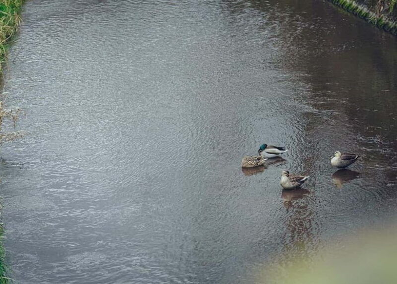 Yufuin: Hot Springs, Nature & Art - Private guided day tour - FAQ